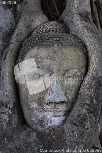 Image of Head of Buddha image in Ayuttaya