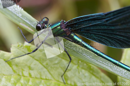 Image of Dragonfly outdoor