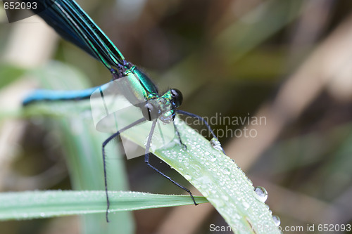 Image of Dragonfly outdoor