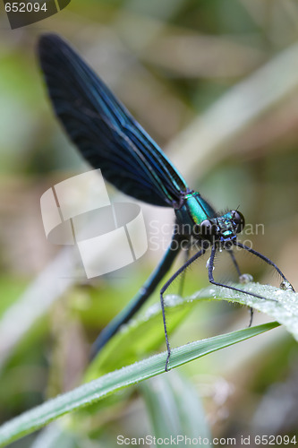 Image of Dragonfly outdoor