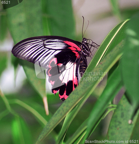 Image of red and black butterfly