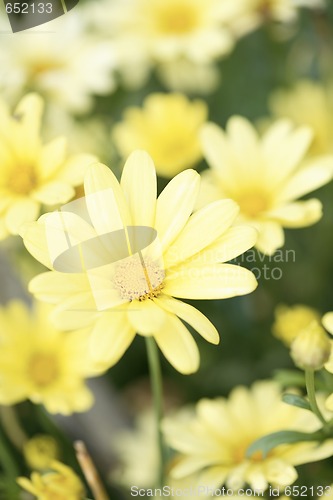 Image of Yellow Aster Daisy