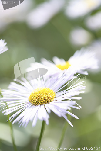 Image of White Aster Daisy.