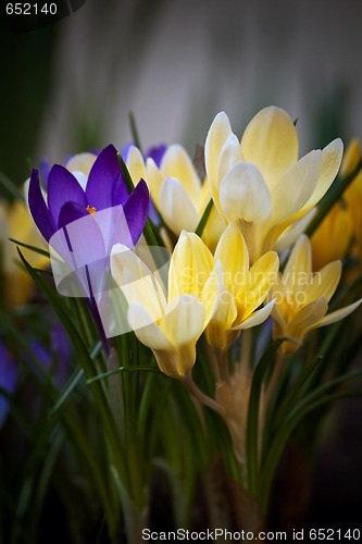 Image of crocuses