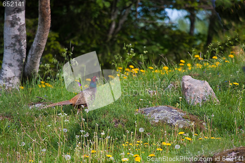 Image of Pheasant on field