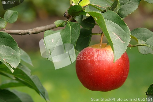 Image of red apple