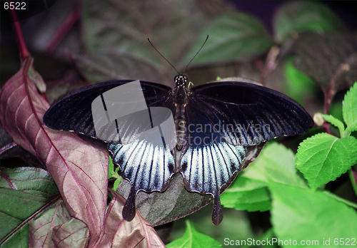 Image of black butterfly