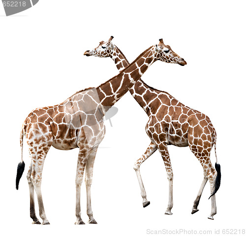 Image of Two giraffes