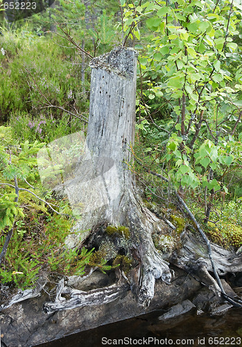 Image of Tree stump