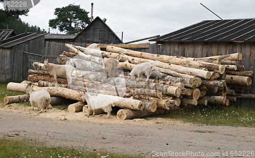 Image of Goats on a woodpile