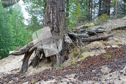 Image of Crawling tree