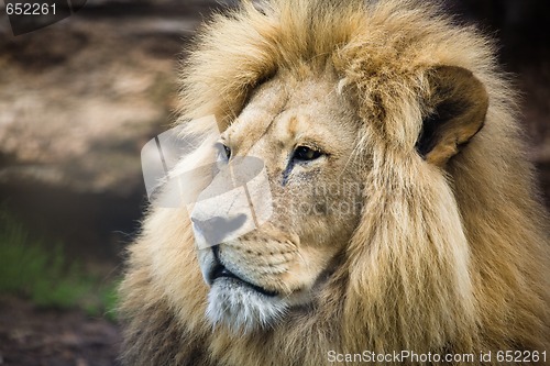 Image of Male lion