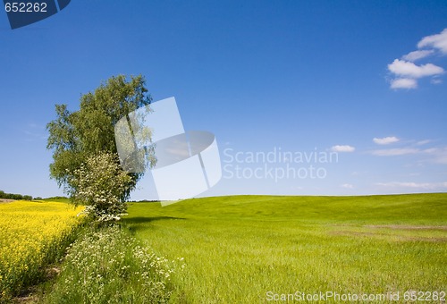 Image of Fields in the summer