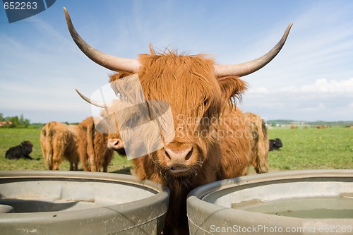 Image of Highland cattle