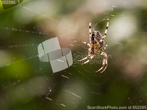 Image of European garden spider