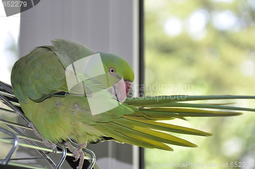 Image of Parrot