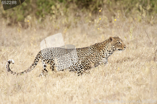 Image of leopard hunting