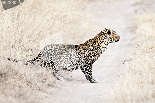 Image of leopard  stalking