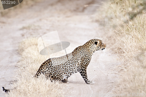 Image of African leopard  prowling while  chasing antelope