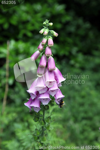 Image of Foxgloves.