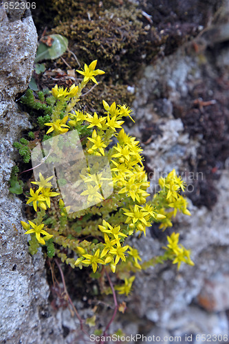 Image of Biting stonecrop, (Sedum acre).