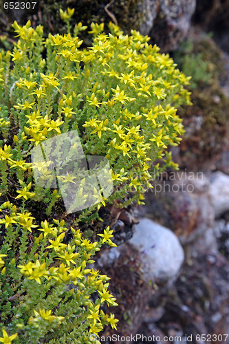 Image of Biting stonecrop, (Sedum acre).