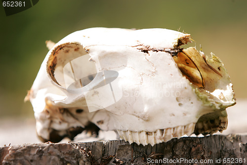 Image of Sheep scull