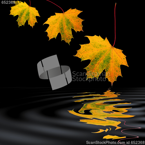 Image of Falling Golden Leaves