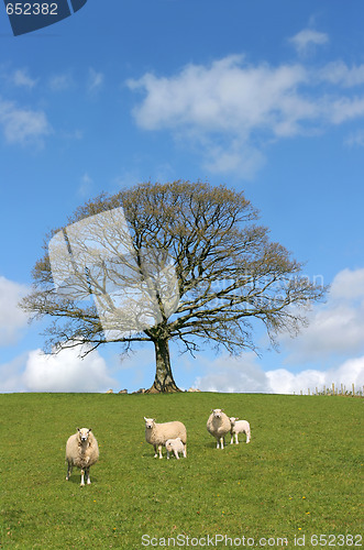 Image of Spring Scene