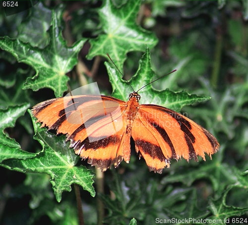 Image of orange butterfly