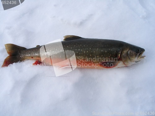 Image of Salvelinus alpinus