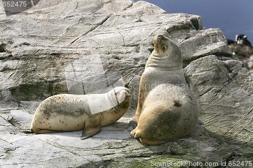 Image of South American fur seal (Arctocephalus australis)