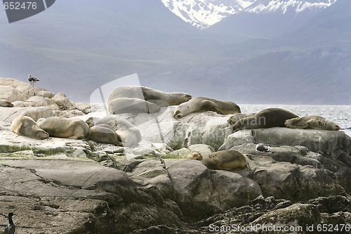 Image of South American fur seal (Arctocephalus australis)