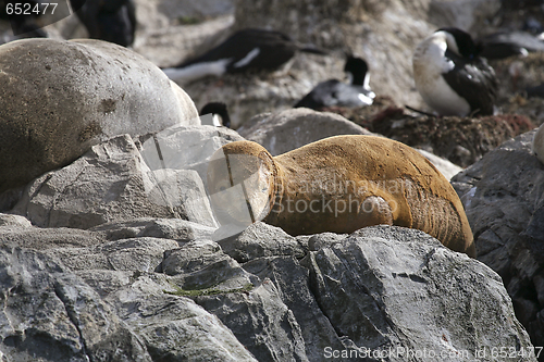 Image of South American fur seal (Arctocephalus australis)