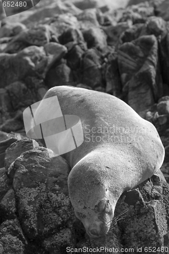 Image of South American fur seal (Arctocephalus australis)