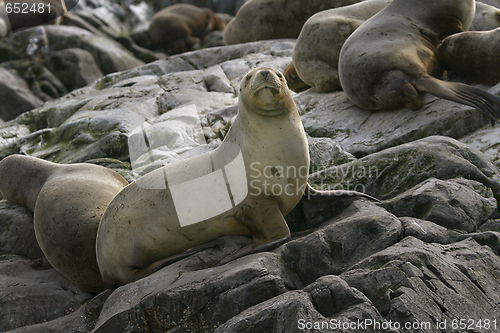 Image of South American fur seal (Arctocephalus australis)