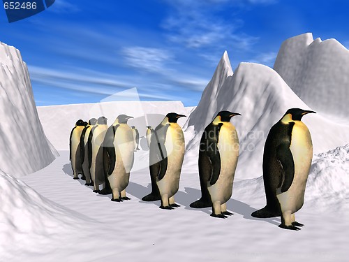 Image of Penguins