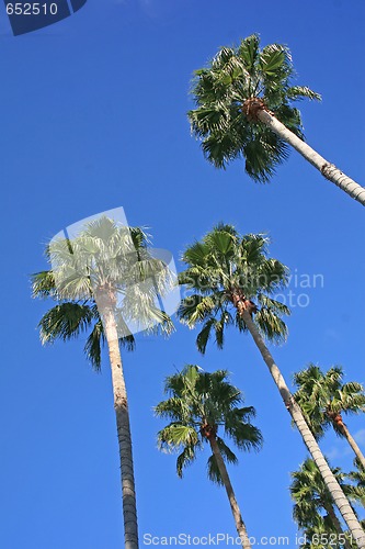 Image of Palm Trees