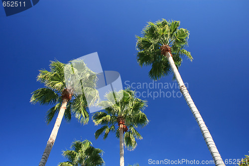 Image of Palm Trees