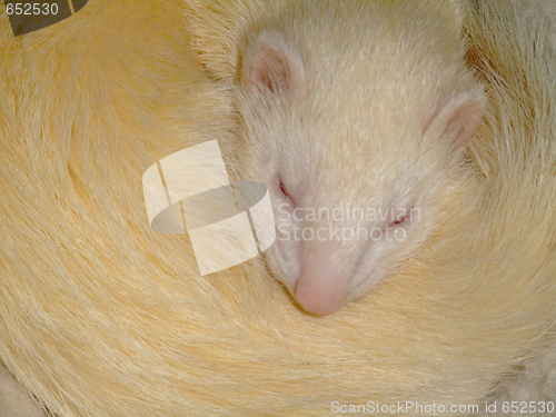 Image of A white domestic ferret sleeping