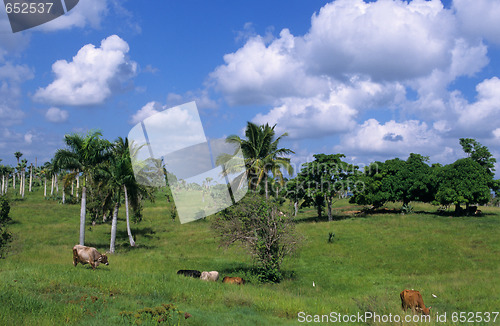 Image of Cows in green field at Dominican republic