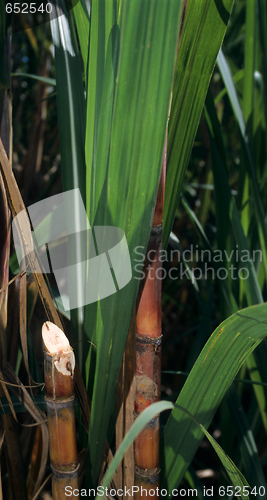 Image of Sugar cane plant in Dominican republic