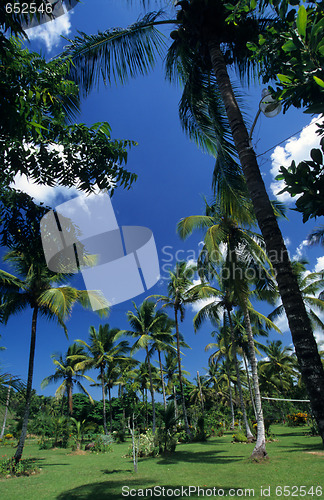 Image of Palmtree garden in Dominican republic
