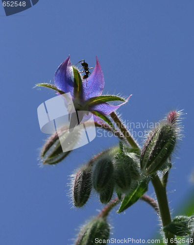 Image of Borage