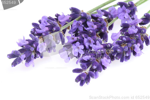 Image of Isolated lavender