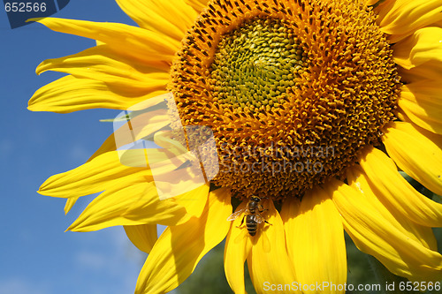 Image of Honey bee and sunflower