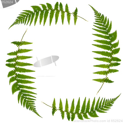 Image of Four Fern Leaves