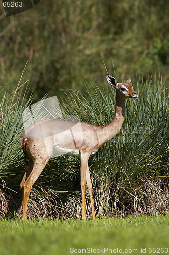 Image of Young female blackbuck gazelle