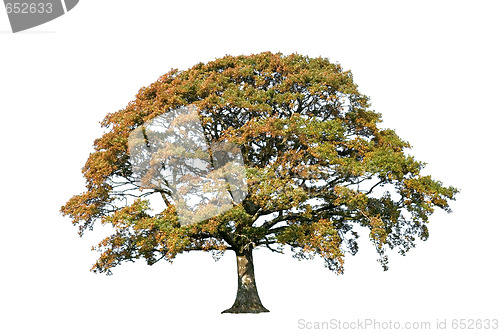 Image of The Oak Tree In Autumn