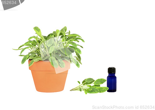 Image of Herb Variegated Sage 